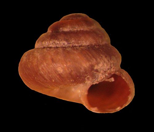 Pyramidula przevalskii